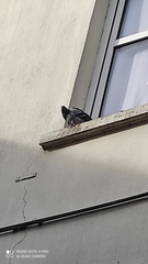 Columba livia domestica