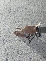 Lobosceliana