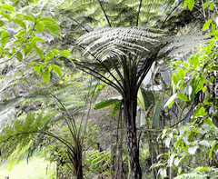 Cyathea caracasana