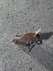 Lobosceliana