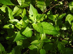 Teucrium vesicarium