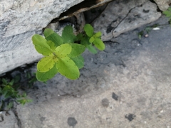 Porophyllum ruderale