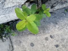 Porophyllum ruderale