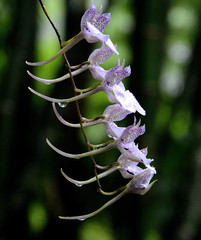 Comparettia macroplectron