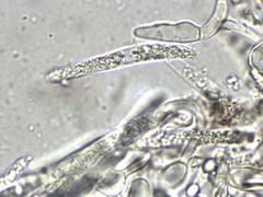 Geoglossum fallax