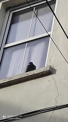 Columba livia domestica