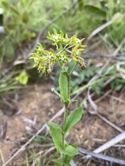 Schizoglossum cordifolium image