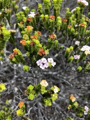 Euchaetis meridionalis