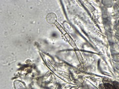 Geoglossum fallax