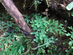 Selaginella labordei