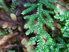 Selaginella labordei