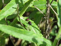 Freudeita cupripennis