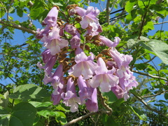 Paulownia tomentosa