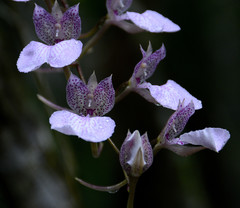 Comparettia macroplectron