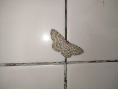 Catoria sublavaria