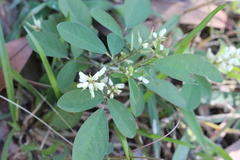 Grona heterocarpos
