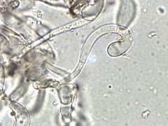 Geoglossum fallax