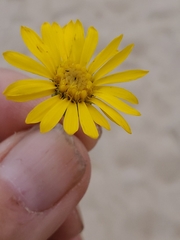 Chrysopsis gossypina