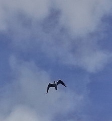 Chroicocephalus ridibundus