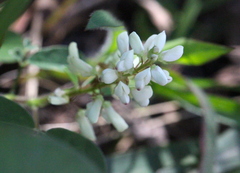 Grona heterocarpos