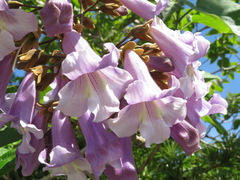 Paulownia tomentosa