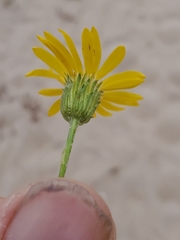 Chrysopsis gossypina