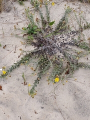 Chrysopsis gossypina