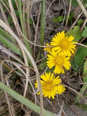 Chrysopsis gossypina