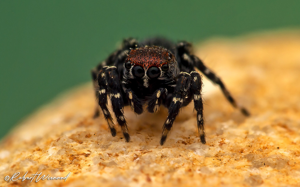 Phlegra certa
