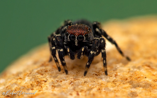 Phlegra certa