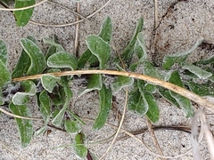 Chrysopsis gossypina