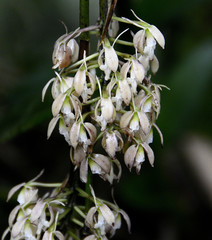 Epidendrum ruizianum