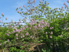Paulownia tomentosa