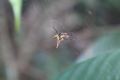 Micrathena acuta