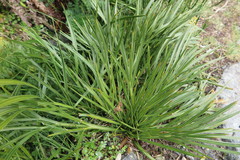 Aciphylla takahea