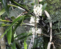 Epidendrum ruizianum