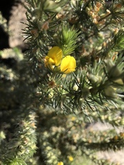 Aspalathus glabrescens