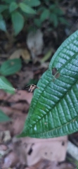 Micrathena acuta