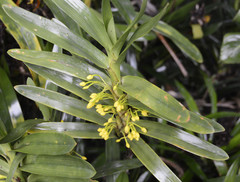 Maxillaria miniata