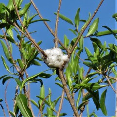 Cephisus siccifolius