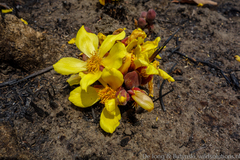 Cochlospermum