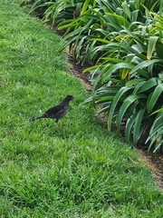 Turdus fuscater