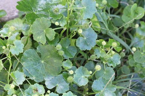 Hydrocotyle ramiflora, photograph 3