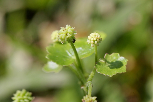 Hydrocotyle ramiflora, photograph 2
