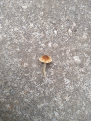 Marasmius oreades