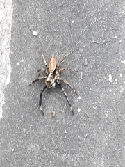 Asaphobelis physonychus
