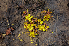 Cochlospermum