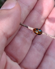 Plagiodera saltensis