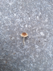 Marasmius oreades