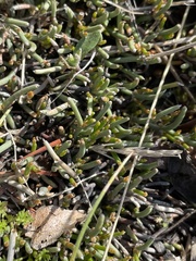 Ephedra frustillata